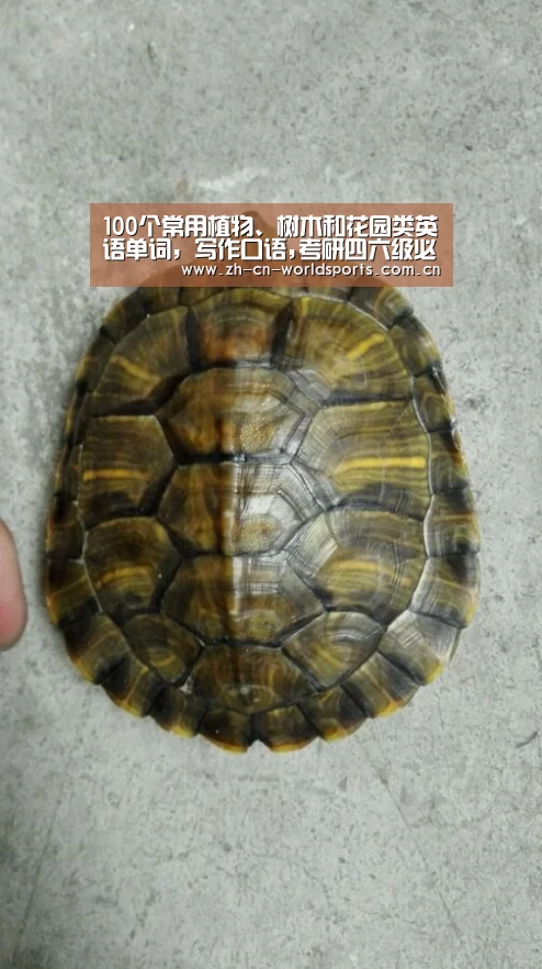 100个常用植物、树木和花园类英语单词,写作口语,考研四六级必备-比赛集锦(图1) 世界杯