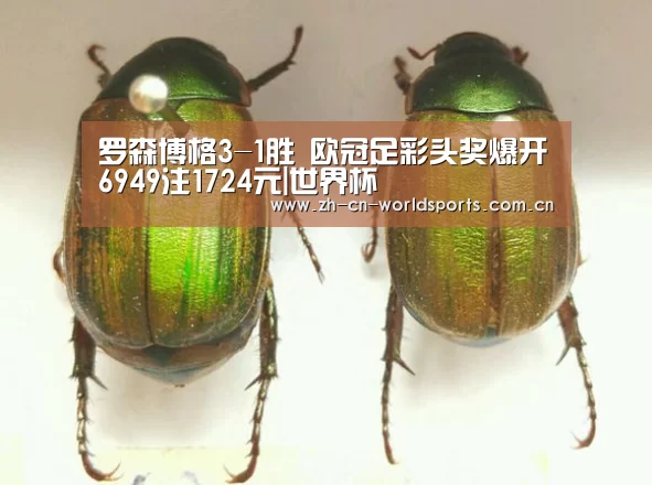 罗森博格3-1胜 欧冠足彩头奖爆开6949注1724元|世界杯(图2) 实时比分